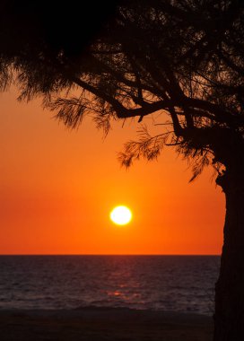 Tel Aviv (İsrail). Sahilde günbatımında ağacında siluet.