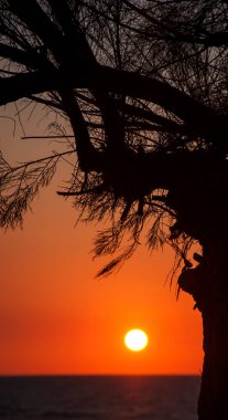 Tel Aviv (İsrail). Sahilde günbatımında ağacında siluet.