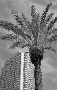 Tel Aviv, İsrail - 18 Şubat 2014: Palmiye ağacı ve Neve Tzedek kule gökdelen, arka plan. Neve Tzedek kule İsrail en yüksek binalarından biridir. Palmiye ağacı üzerinde seçici odak. 