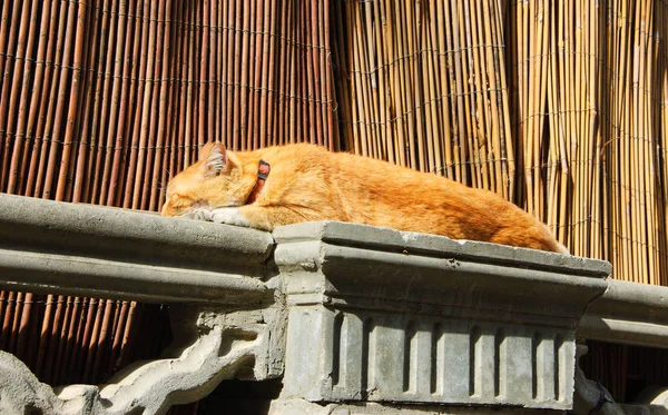 Chat Roux Dormant Sur Mur Jardin Clôture Bambou Arrière Plan — Photo