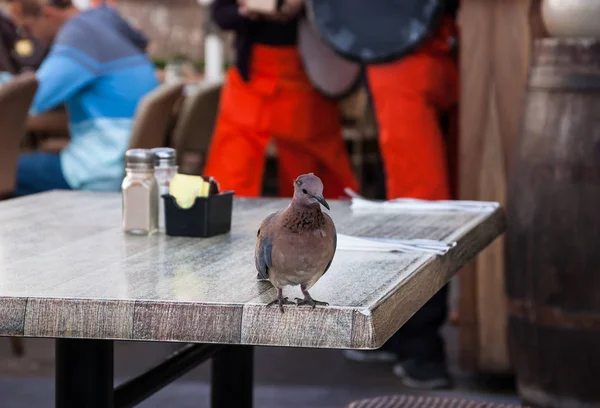 Saatnya makan siang! Pigeon menunggu untuk pelayan di kafe untuk melayani dia. Latar belakang layanan pelanggan . — Stok Foto