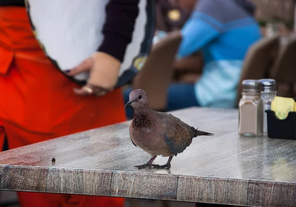 Time Lunch Pigeon Waiting Waiter Cafe Serve Him Waitress Tray — Stock Photo, Image