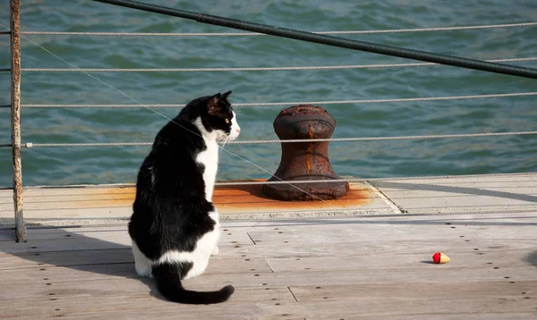 Katt Som Väntar Färska Fångst Hamn Tel Aviv Israel Hopp — Stockfoto