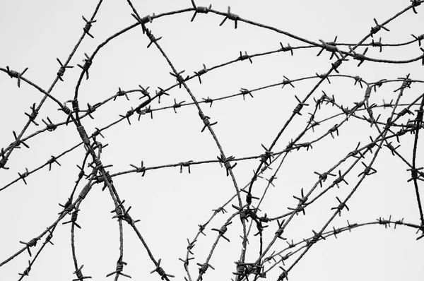 青空に向かう錆びた有刺鉄線 戦争と投獄の概念 老人写真 — ストック写真