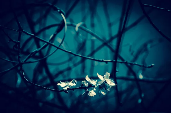 Owoce Drzewa Kwiaty Wiosna Początku Selektywnej Ostrości Głębi Ostrości Wieku — Zdjęcie stockowe