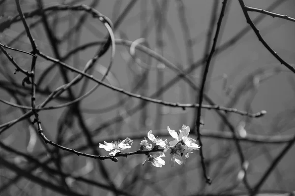 果树在蓝天春天的映衬下绽放 选择性聚焦和浅景深 黑白老照片 — 图库照片