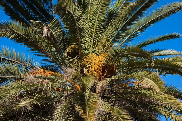 Date palm tree with fruits against blue sky.