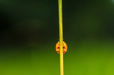 Makro küçük böcek turuncu