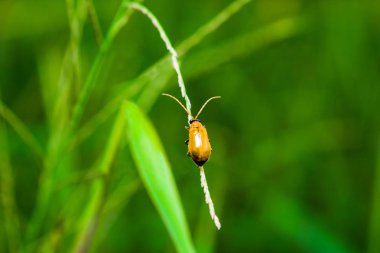 Makro küçük böcek turuncu