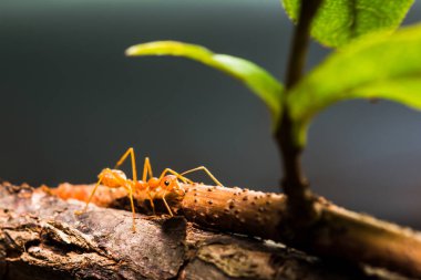 Makro karınca yaprak üzerinde