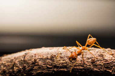 Makro karınca yaprak üzerinde