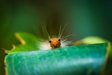 Makro Caterpillar'yaprak