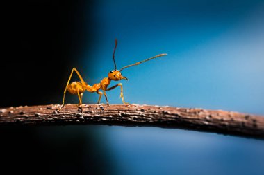 Makro karınca yaprak üzerinde
