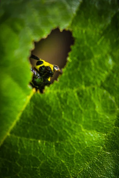 Insekten, die sich hinter den Blättern verstecken — Stockfoto