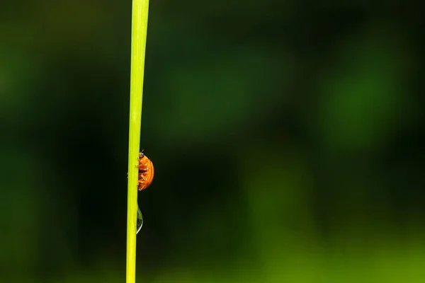 マクロ小さな昆虫オレンジ — ストック写真