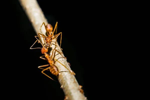 Makro mravenec na listu — Stock fotografie