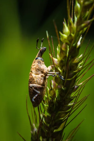 Макро мураха На листі — стокове фото