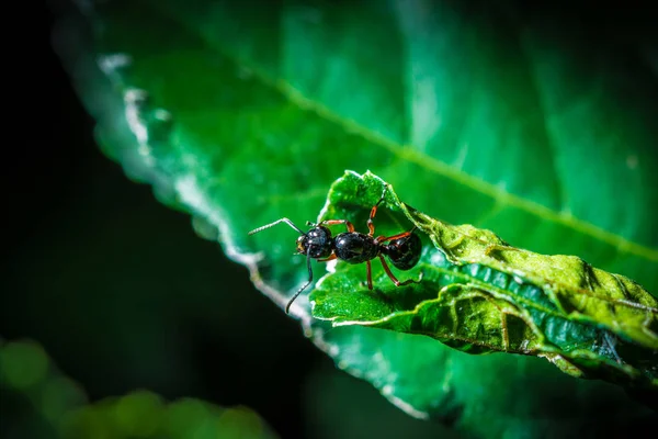 Макро мураха На листі — стокове фото