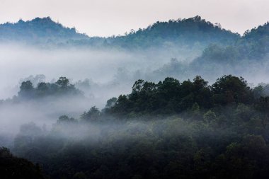Yağmur ormanları ve sis kaplı dağlar, Tayland