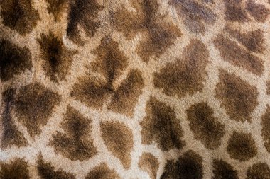 Giraffe's deri desen