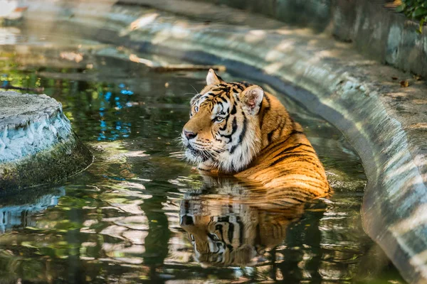 벵골 호랑이 물에 잠기 다. — 스톡 사진