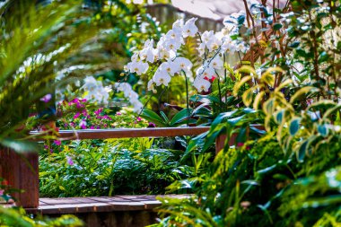Orkide Bahçe tropikal doğa taklit eder..