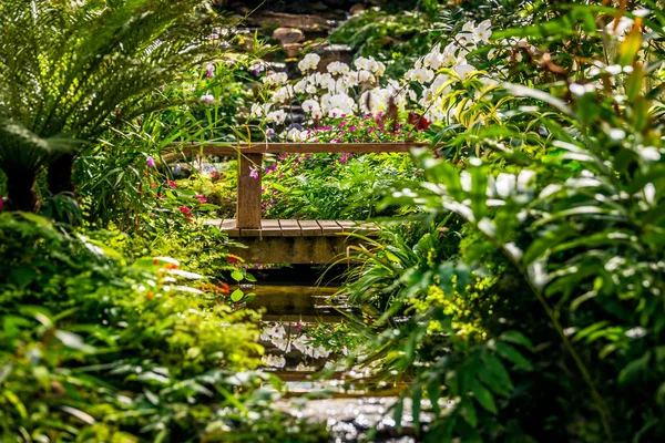 Jardín de orquídeas imita la naturaleza tropical . — Foto de Stock