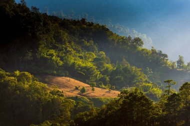 Yağmur ormanlarında parlayan ışık.