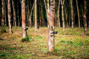 Kauçuk destek kauçuk ağacı