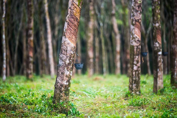 Rubber support rubber tree — Stock Photo, Image