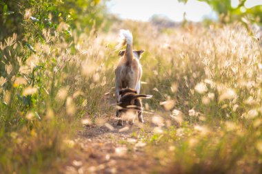 Çayırda çalıştıran kukla