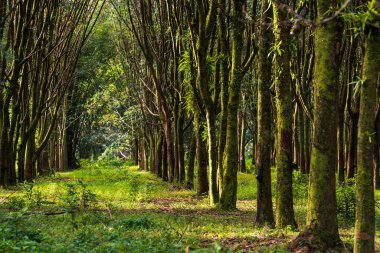 Kauçuk ağacı güzel bir aranjman.
