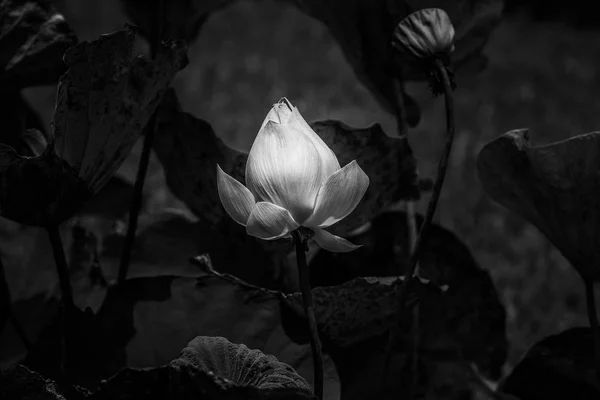 Lotus černobílý obrázek — Stock fotografie