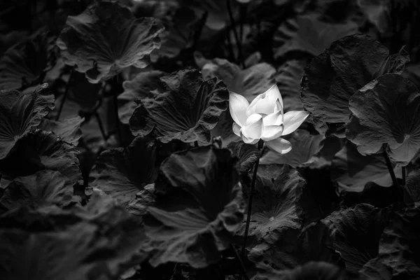 Lotus Siyah Beyaz Resim — Stok fotoğraf