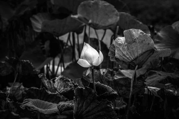 Lotus black and white image