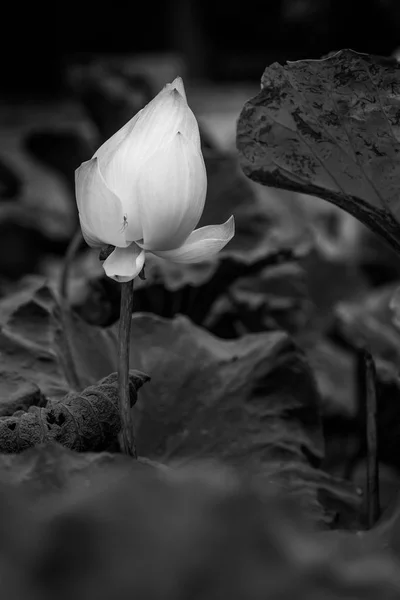 Lotus Černobílý Obrázek — Stock fotografie