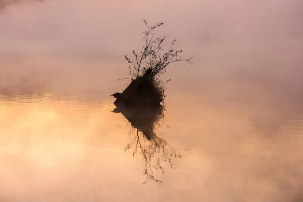 Kępa drzew odbijająca się na bardzo mglistym Loch — Zdjęcie stockowe