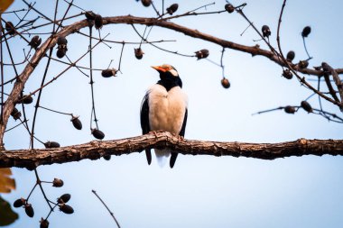 Black-collared starling Black-necked starlings