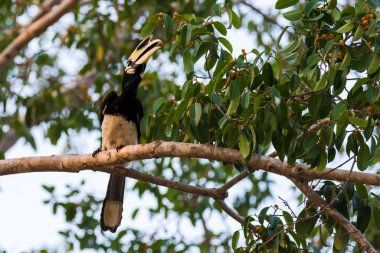 0riental pied hornbill (Anthracoceros albirostris) is an Indo-Ma