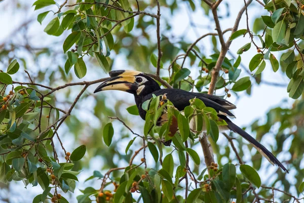 0riental pied hornbill (Anthracoceros albirostris) is an Indo-Ma — 스톡 사진