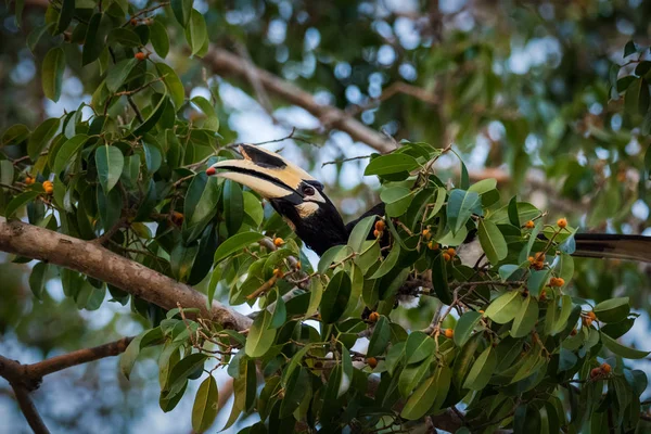 0riental pied hornbill (Anthracoceros albirostris) is an Indo-Ma — 스톡 사진
