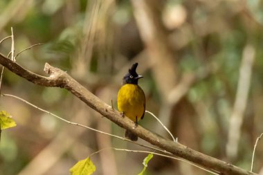Güzel kuş, Kara ibikli bulbul. Alt Tür Pycnonotus Johns