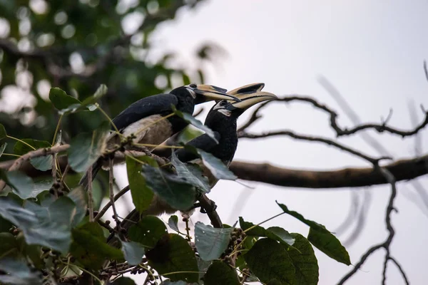 0riental pied hornbill (Antracoceros albirostris) egy indo-ma — Stock Fotó