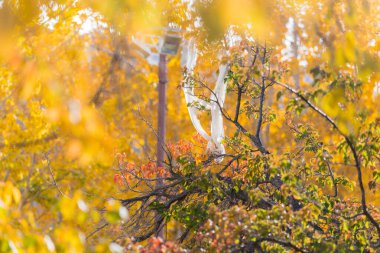 Güzel Renkli Sonbahar Yaprakları / Yeşil, Sarı, Turuncu,