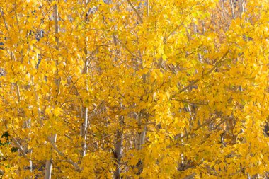 Güzel Renkli Sonbahar Yaprakları / Yeşil, Sarı, Turuncu,