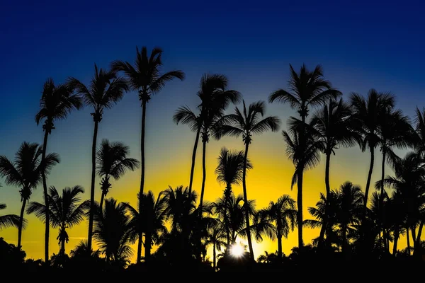 Palm şafak sabah — Stok fotoğraf