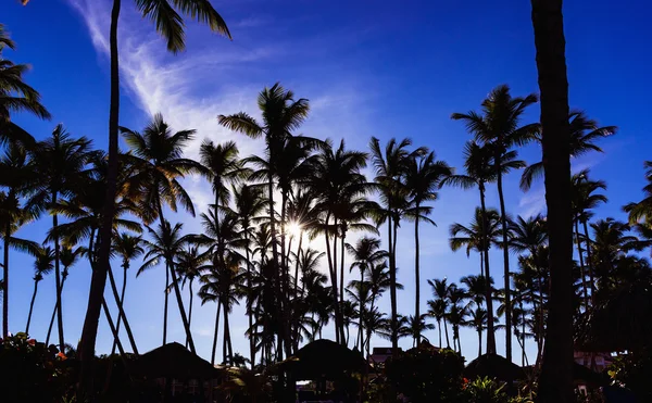 Palm dawn morning — Stock Photo, Image