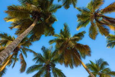 Palm güneş üst