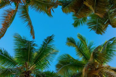 Palm güneş üst