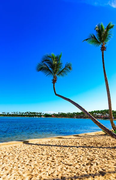 Cielo del océano de palma — Foto de Stock